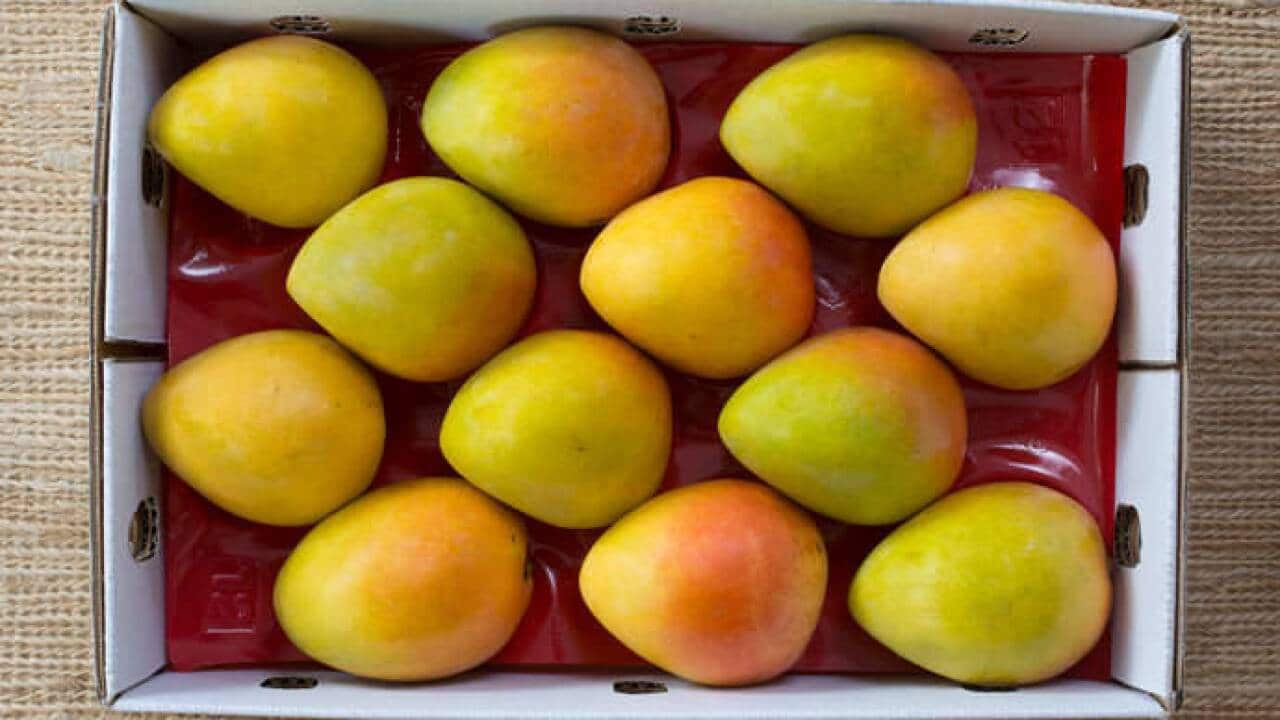 北領地芒果今年豐收,但生產商指因為人手短缺,未必可以運到全澳超市出售。