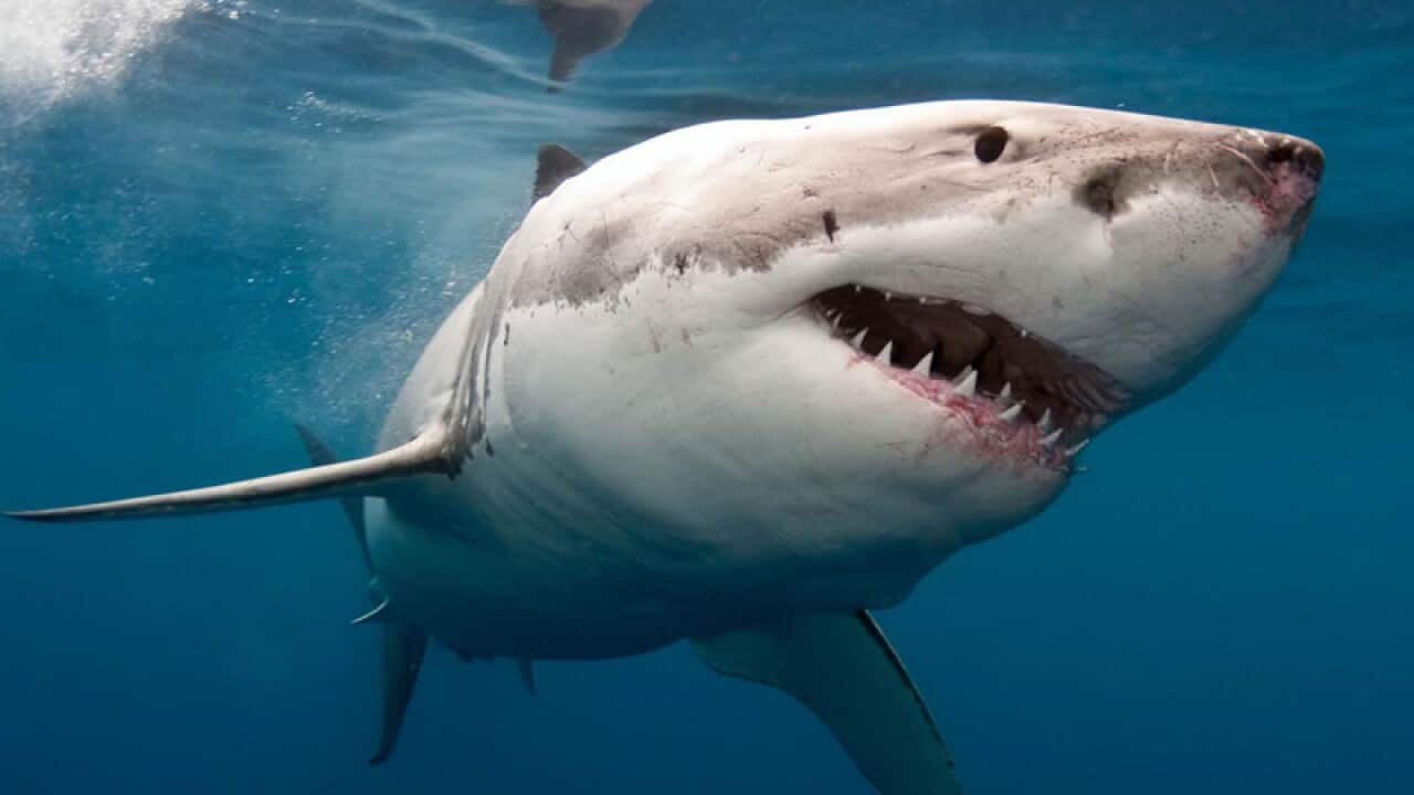 Great White Shark.