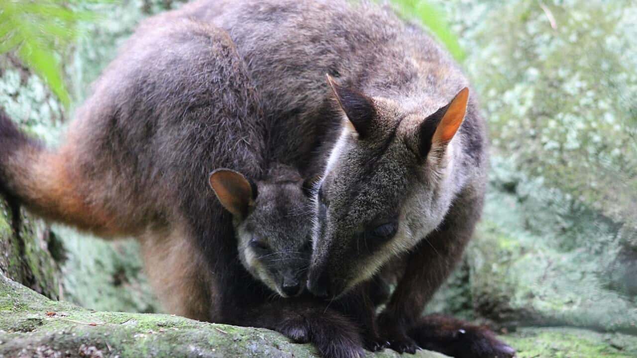 NSW Environment Minister Matt Kean says action is being taken to stop the declining numbers of mammals like the brush-tailed rock-wallaby.