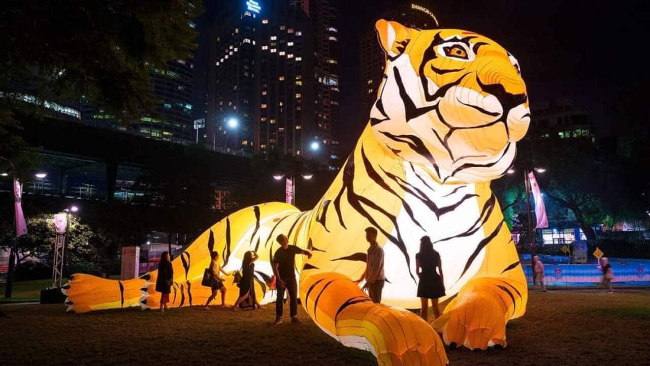 In Chinese culture, the tiger incites both awe and admiration for its prowess, ferocity and beauty.