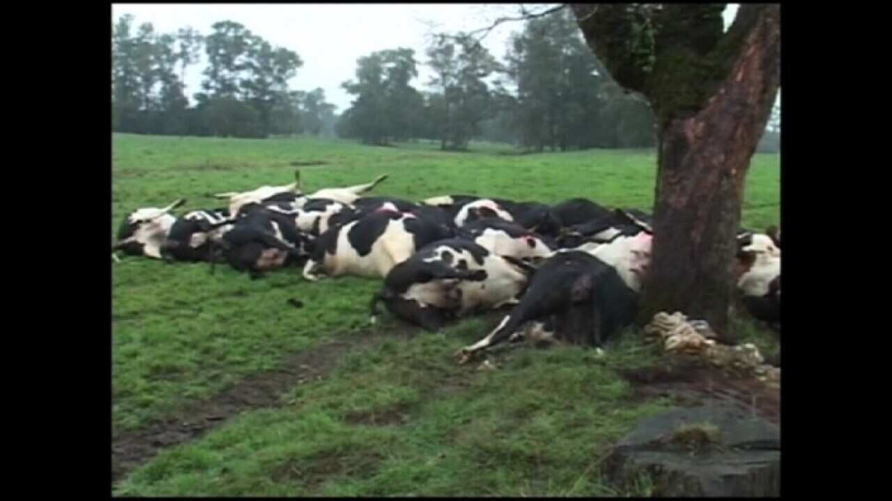 Chile cows.jpg