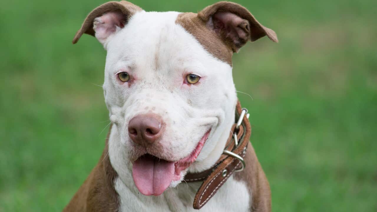 Portrait of an American pit bull terrier puppy close up.