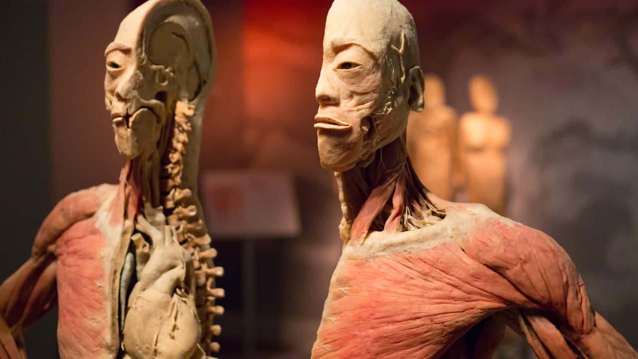 Real Bodies exhibition