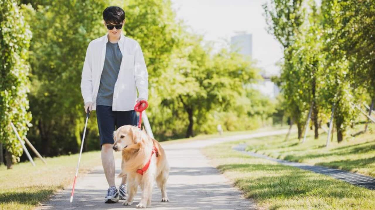 A guide dog and blind man taking a walk