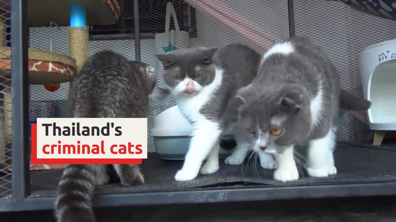 Thailand's criminal cats
