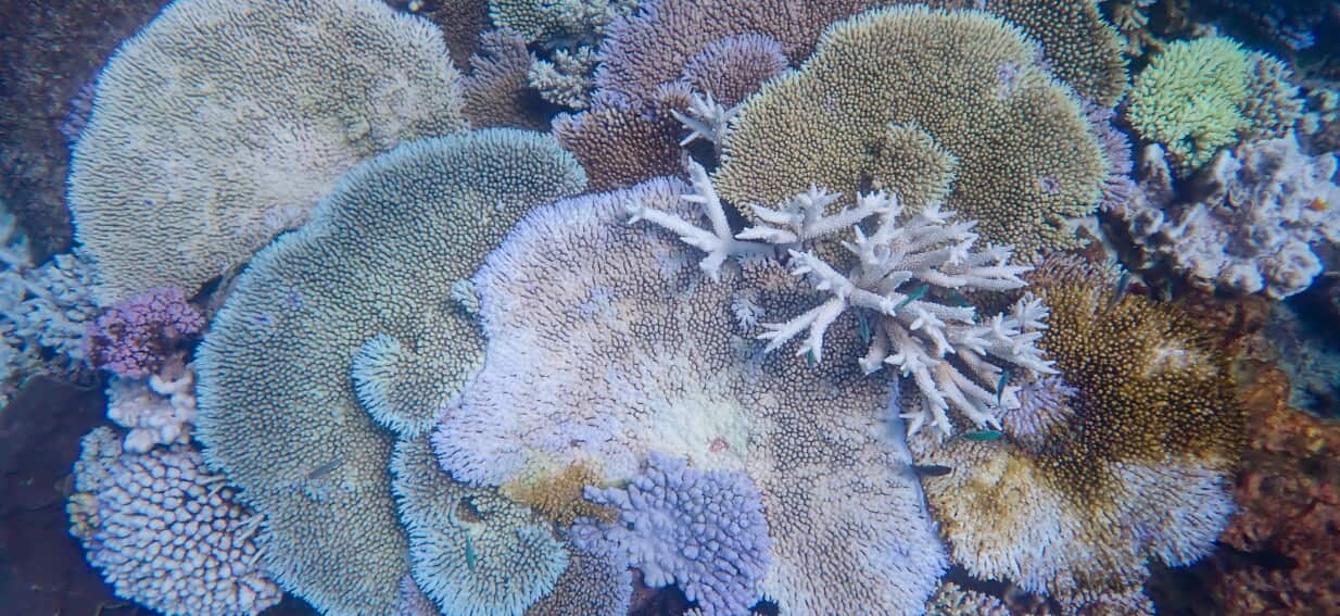The El Niño backdrop that could spell trouble off Australia's coast