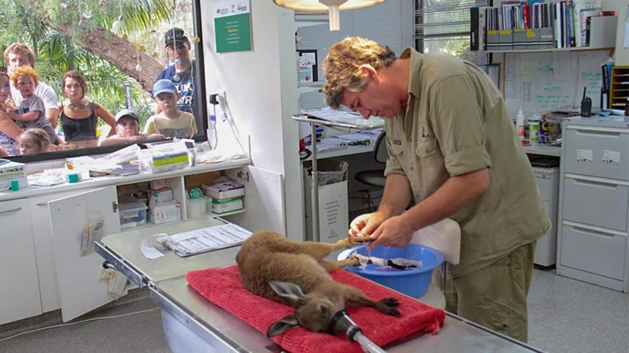 Injured animal in Australia bushfires