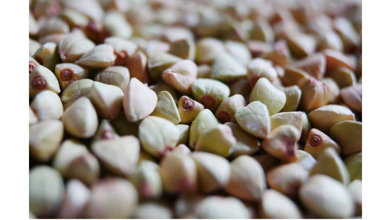 Buckwheat_Flikr_GT#4_CC by 2.0.jpg