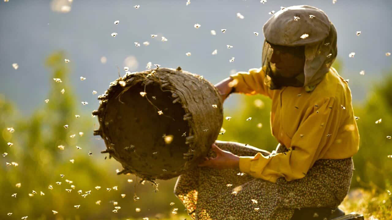 Macedonian documentary film Honeyland has been shortlisted for two Oscars categories