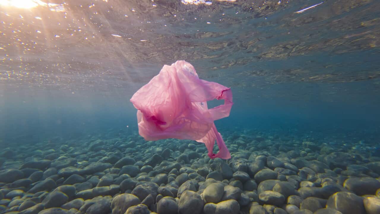 Underwater Plastic Bag Litter