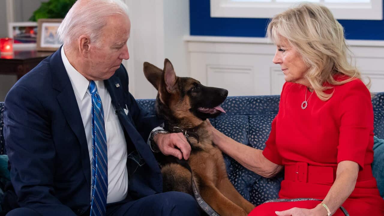 A couple sitting on a couch with a dog