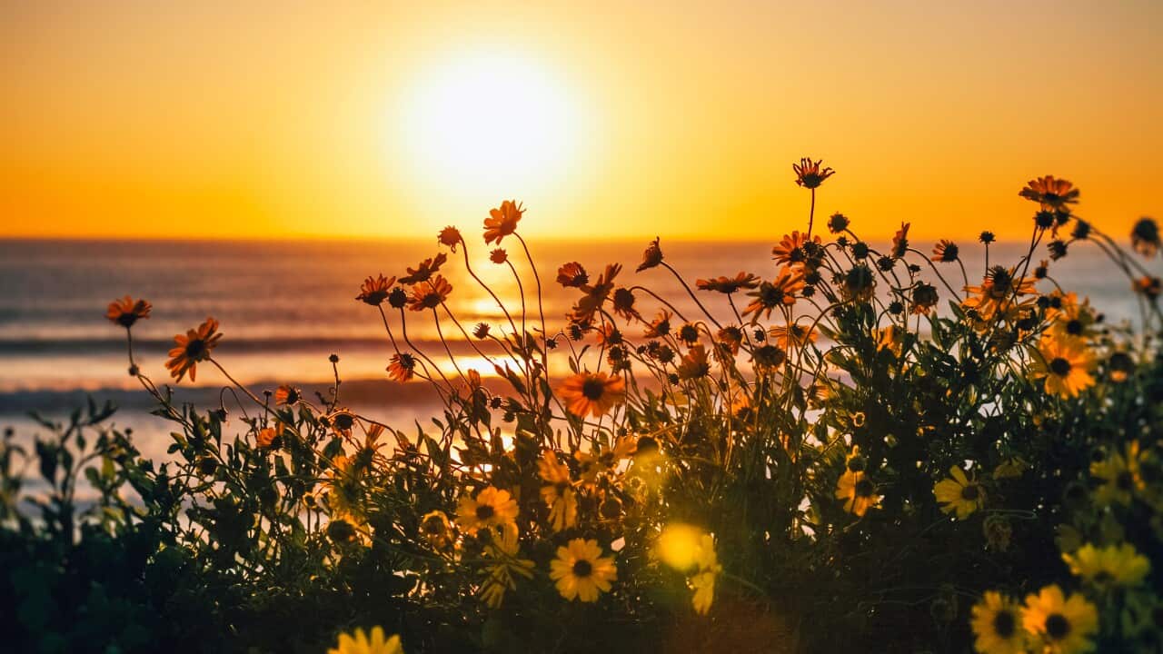 Ocean Sunrise Dawn Beach Sea with Flowers, Beauty in Nature
