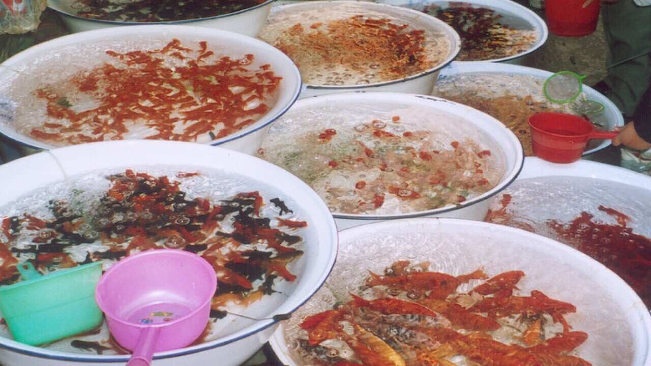 KUNMING, China - For pets or for the plate?