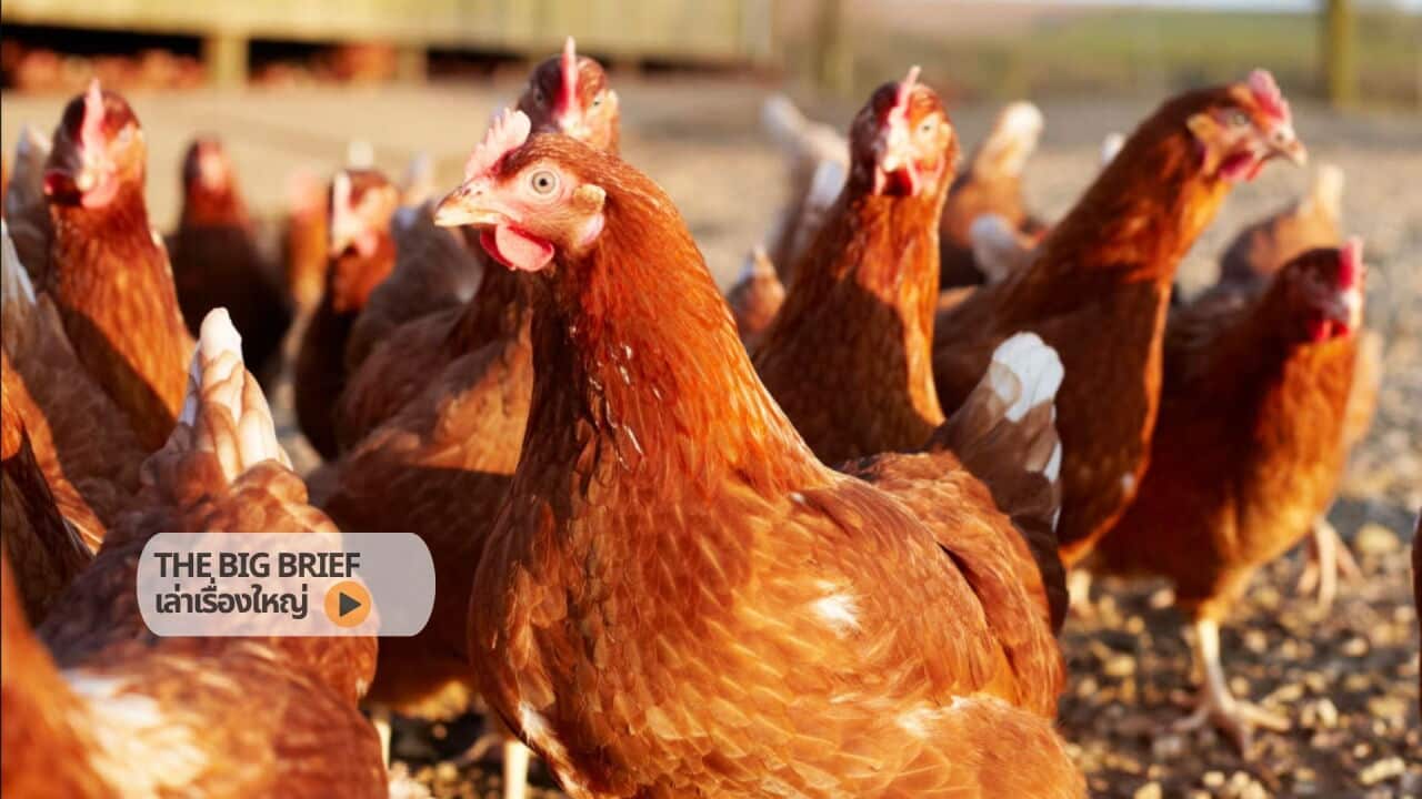 bird flu Copy of The Big Brief HEADER .jpg