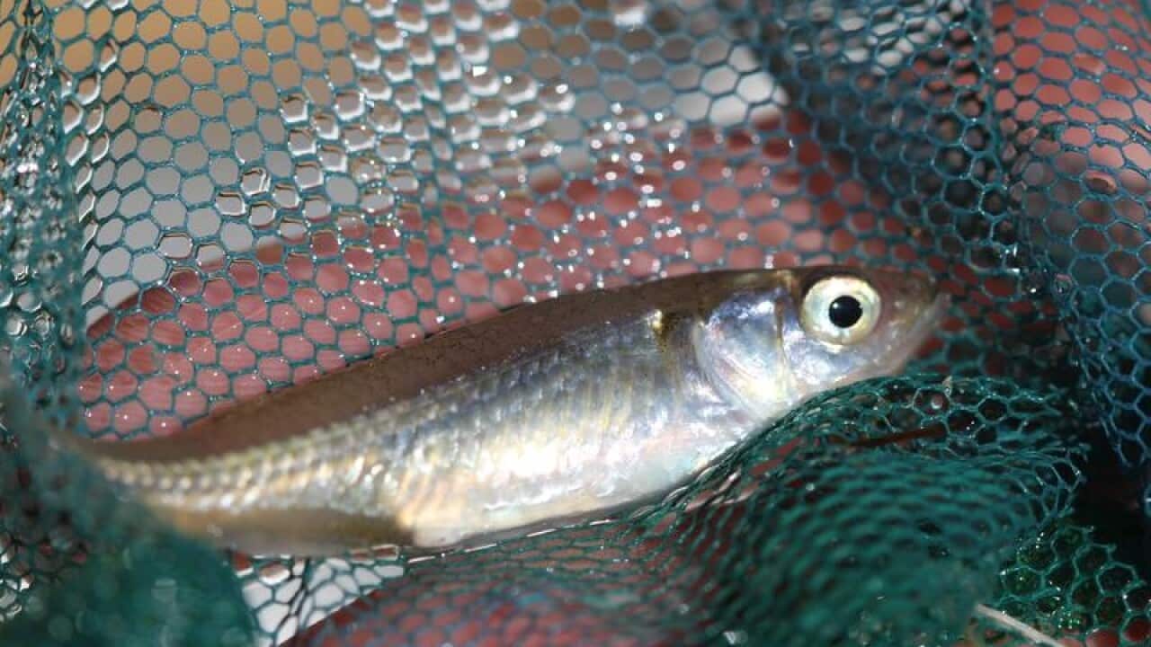 Murray hardyhead