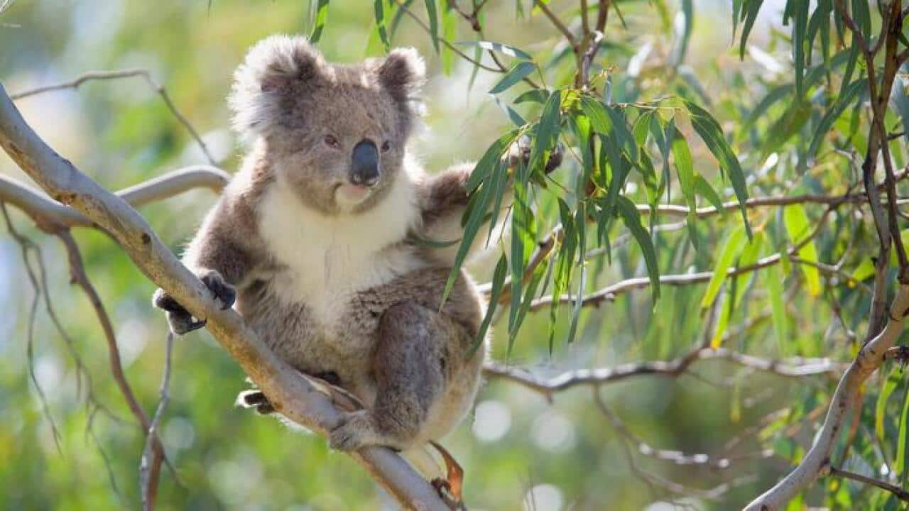 Koalas … eating themselves out of habitat
