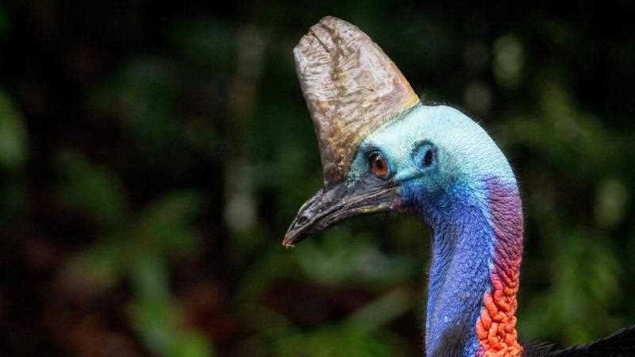 Cassowaries have a hard growth on their heads, known as a 'casque'.
