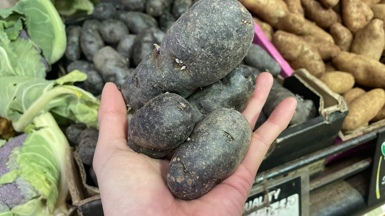 Purple Congo.jpeg