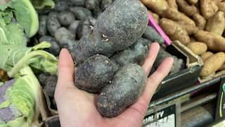 Purple Congo.jpeg