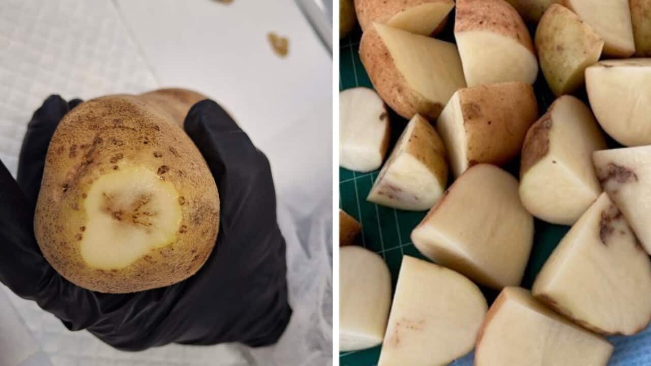 Potatoes affected by mop top virus_credit_Department of Natural Resources and Environment Tasmania.jpg