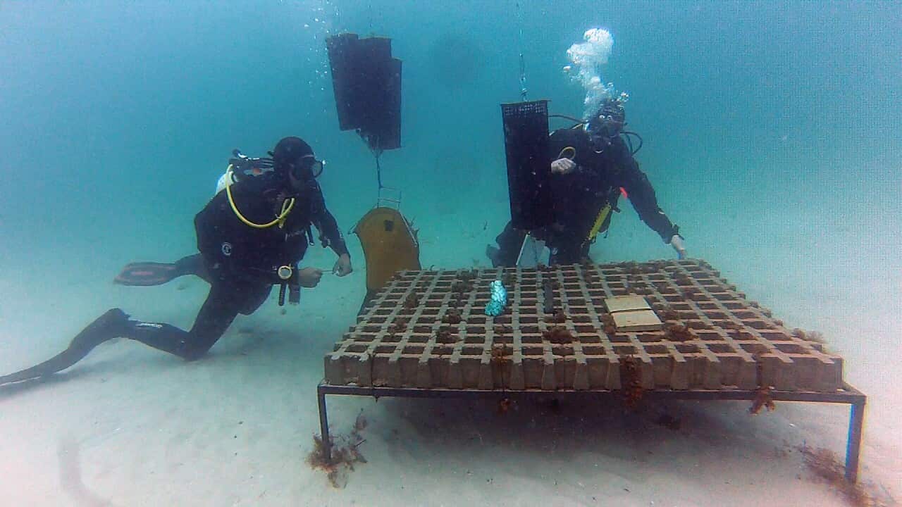 Divers with an artificial kelp plantation off Tasmania's eastern coast. University of Tasmania.