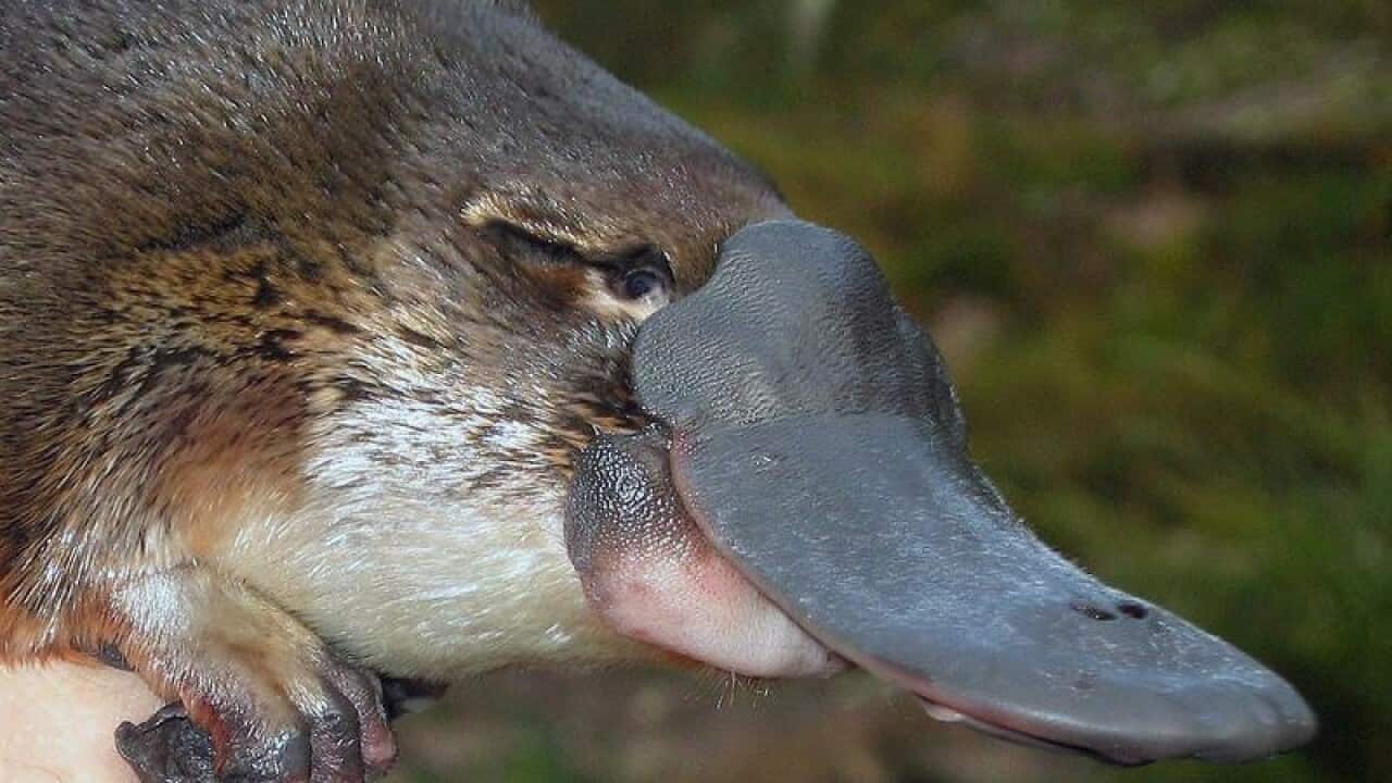 PLATYPUS