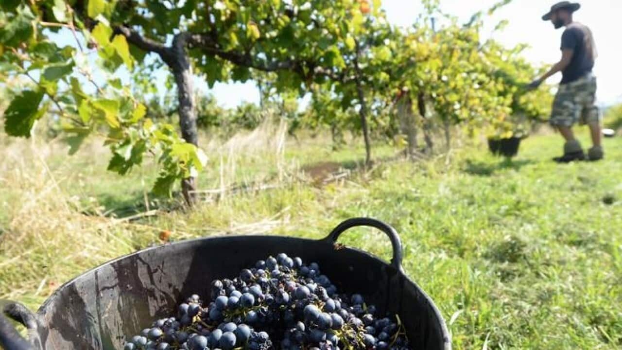 Australia is taking on Canada over the trade rules it applies to the sale of its exported wine.