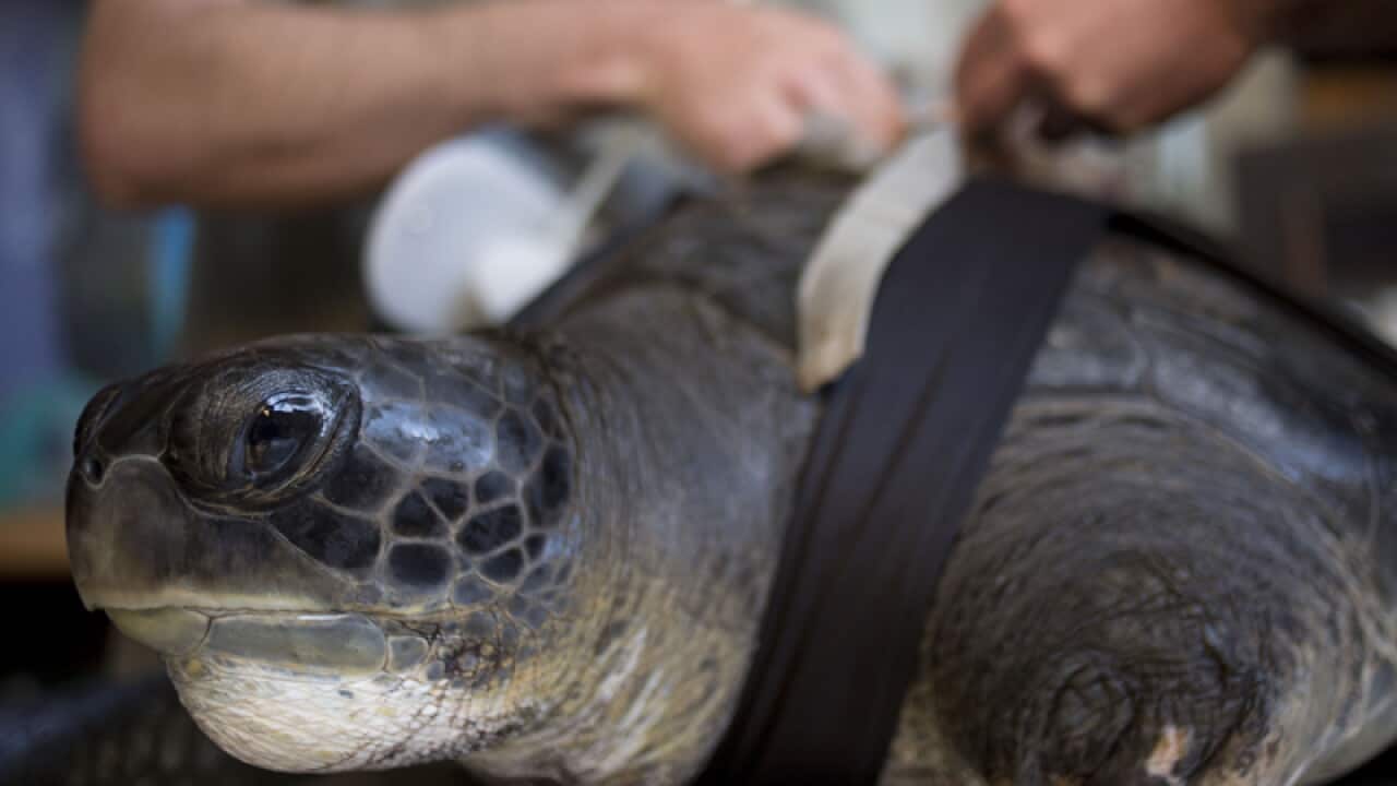 Hofesh," the Hebrew word for "freedom," receives a new prosthetic fin