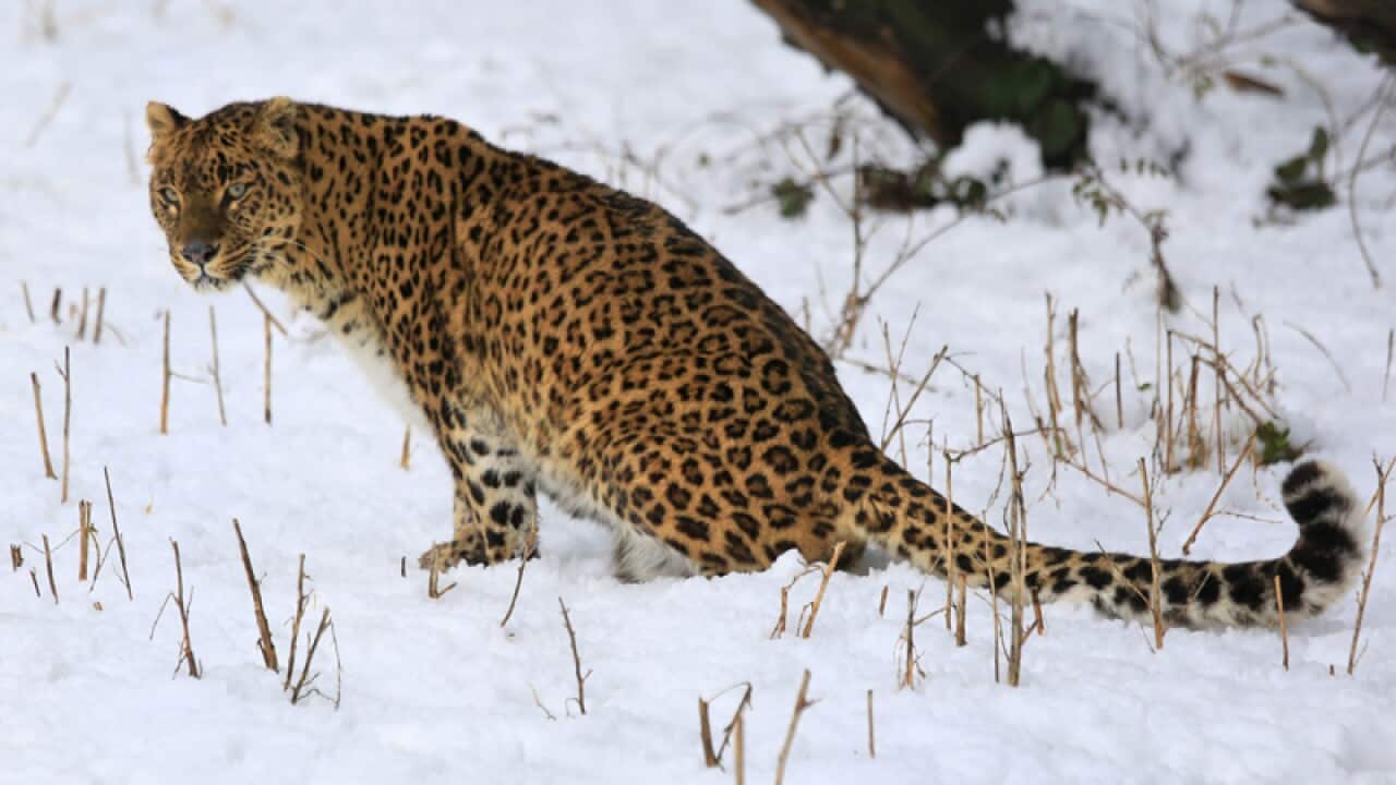 A female leopard at Dachigam Wildlife Sanctuary, India