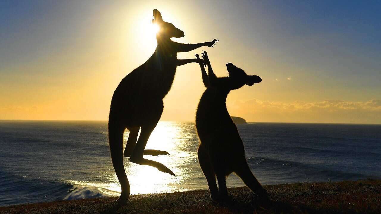 Eastern grey kangaroos fight on at Emerald Beach in northern NSW