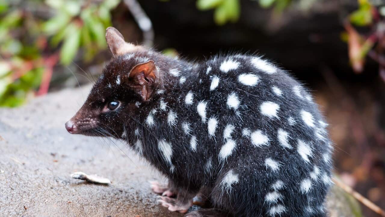 Eastern Quoll (Dasyurus viverrinus)