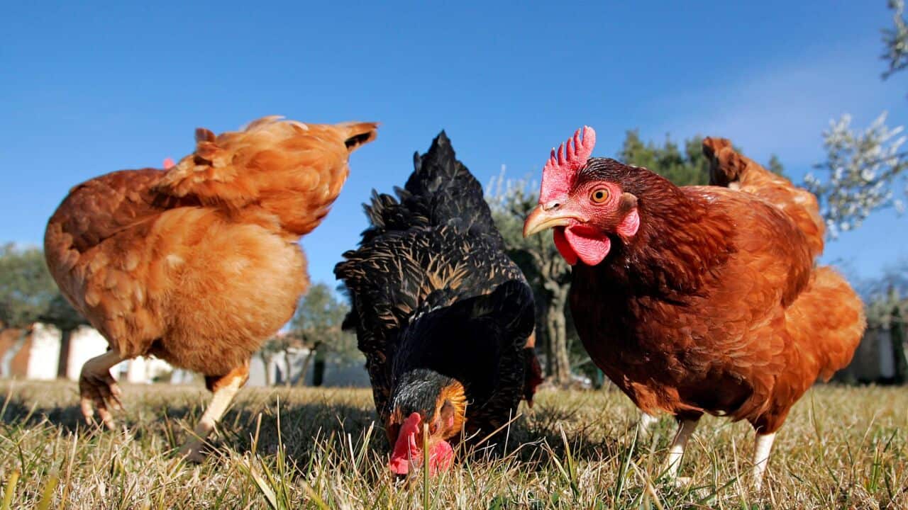 AAP/Mary Evans/Ardea/M. Watson