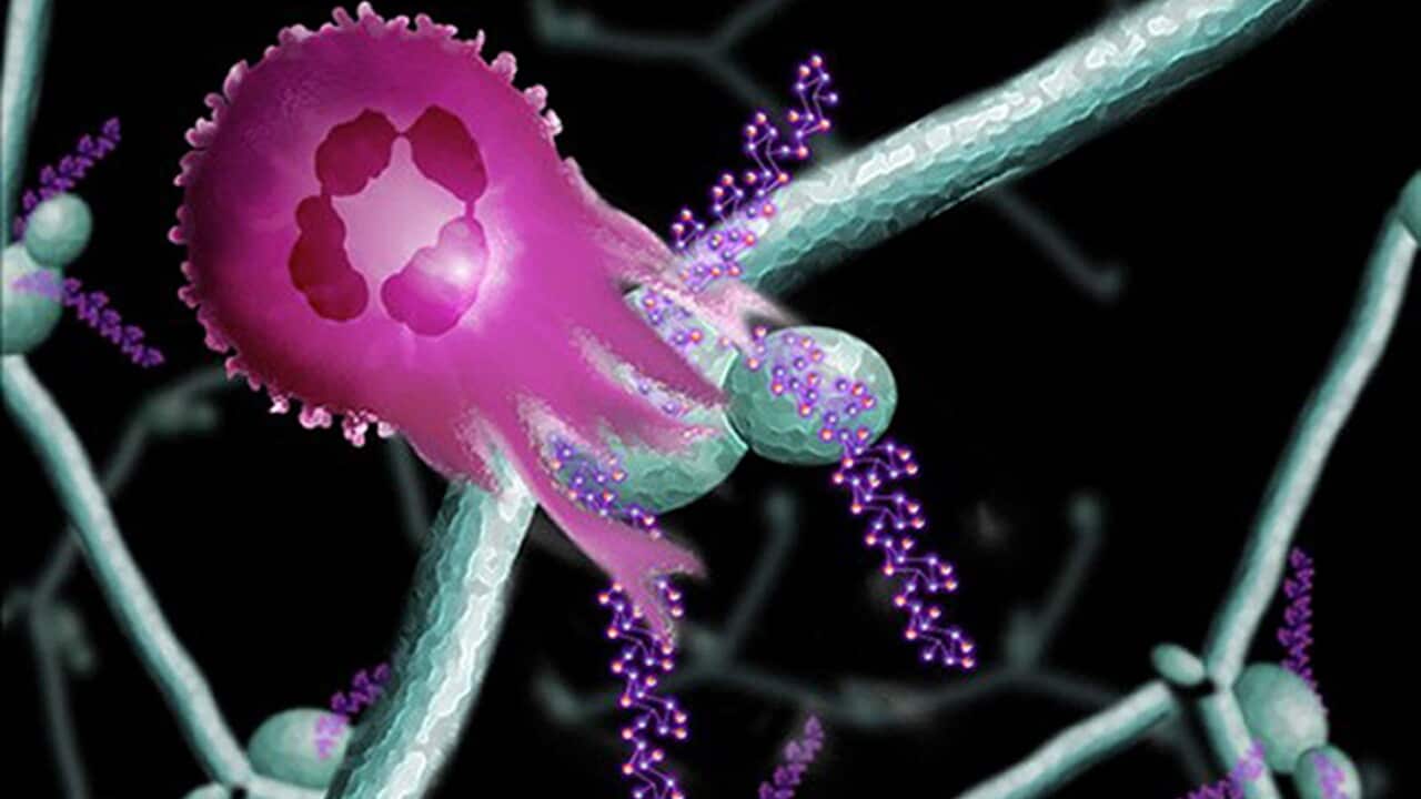 Cancer research