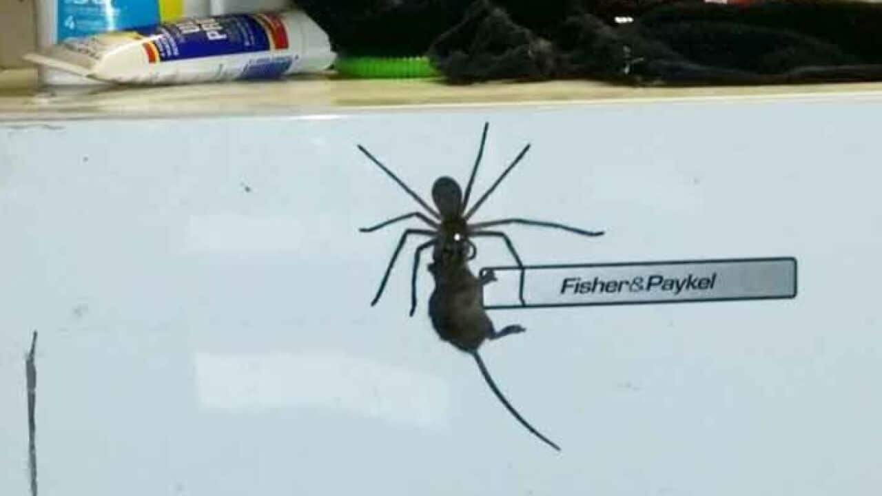 Spider eating a mouse