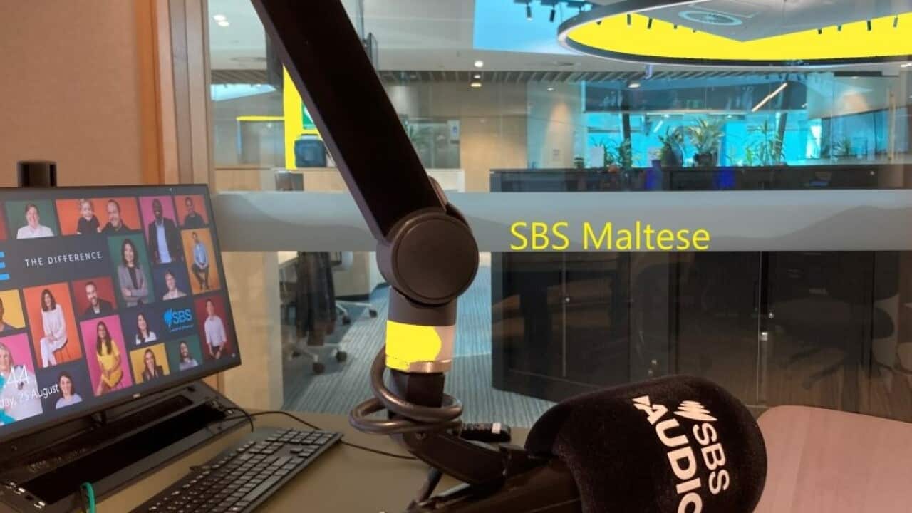 SBS Maltese studio Yellow Splash .jpg