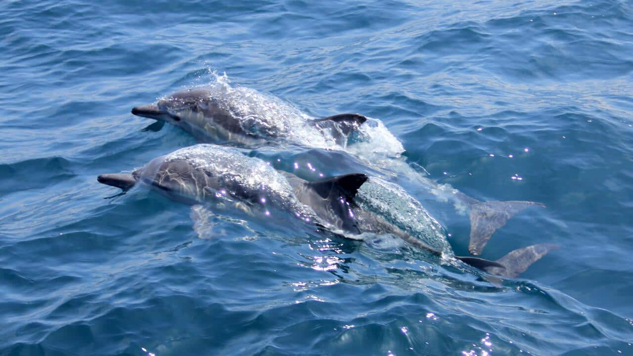 Ein Delphin ist selten allein