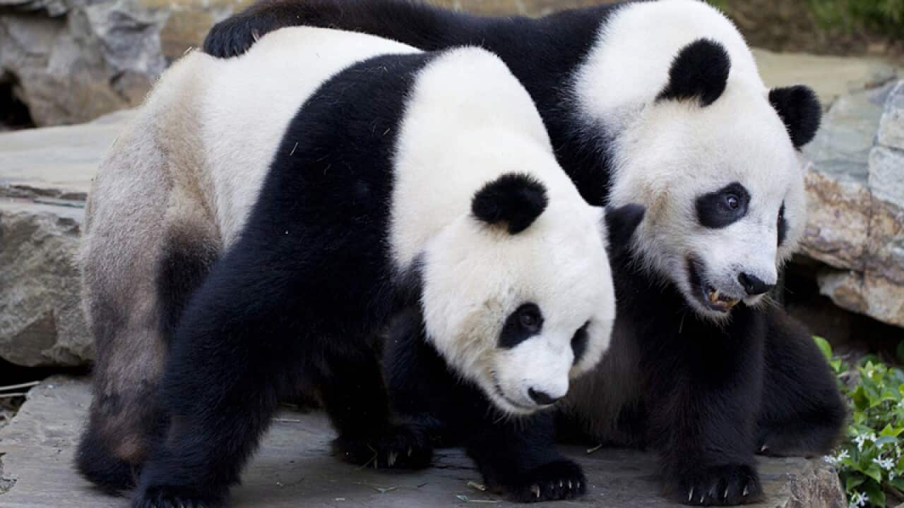 Giant Pandas Wang Wang and Funi