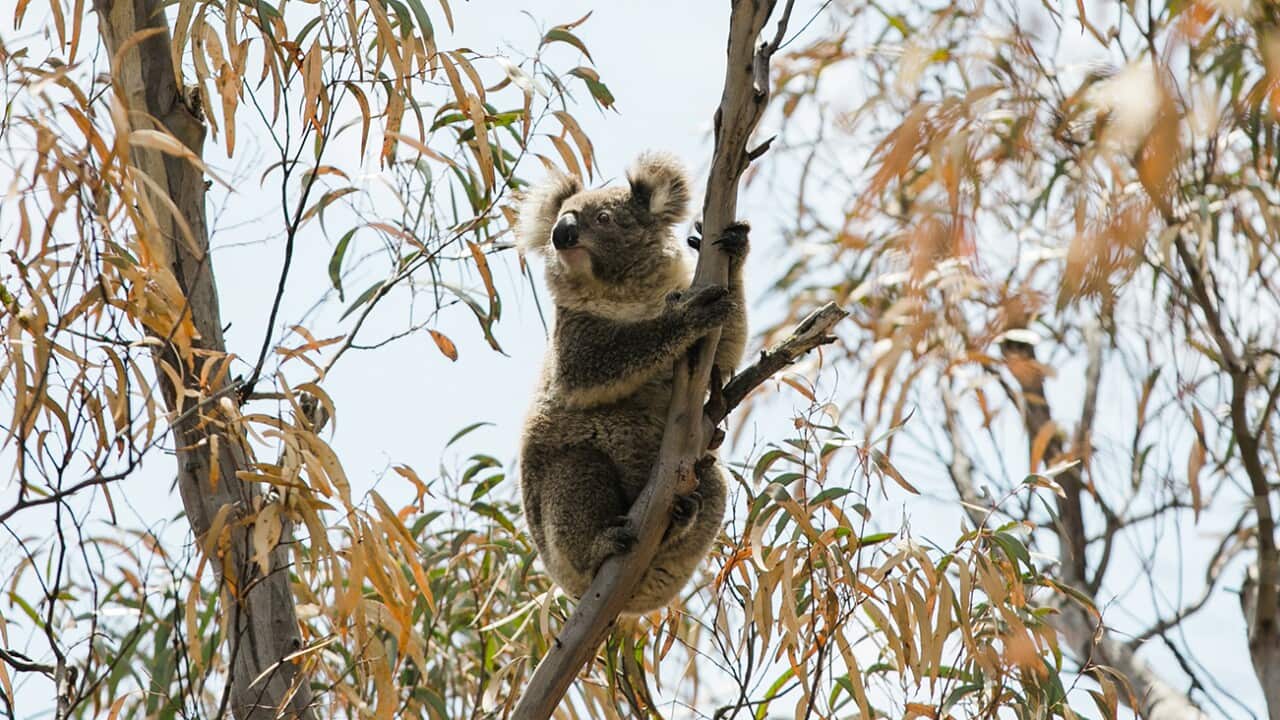 Koala habits destroyed by the bushfire season