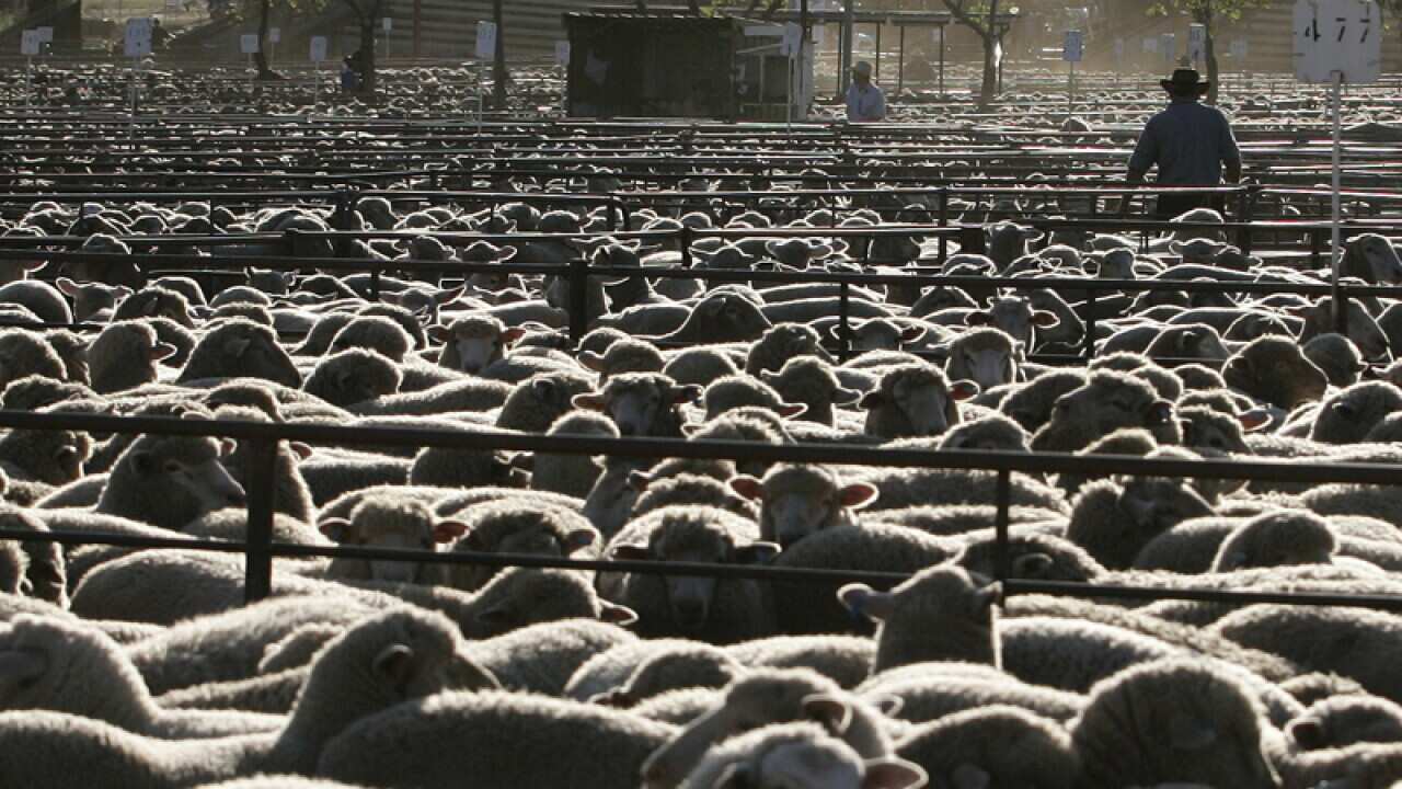 Sheep at a sale yard
