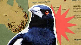 A cut-out image of a magpie close-up against a background showing the location of attacks in Australia in a grainy artistic style.