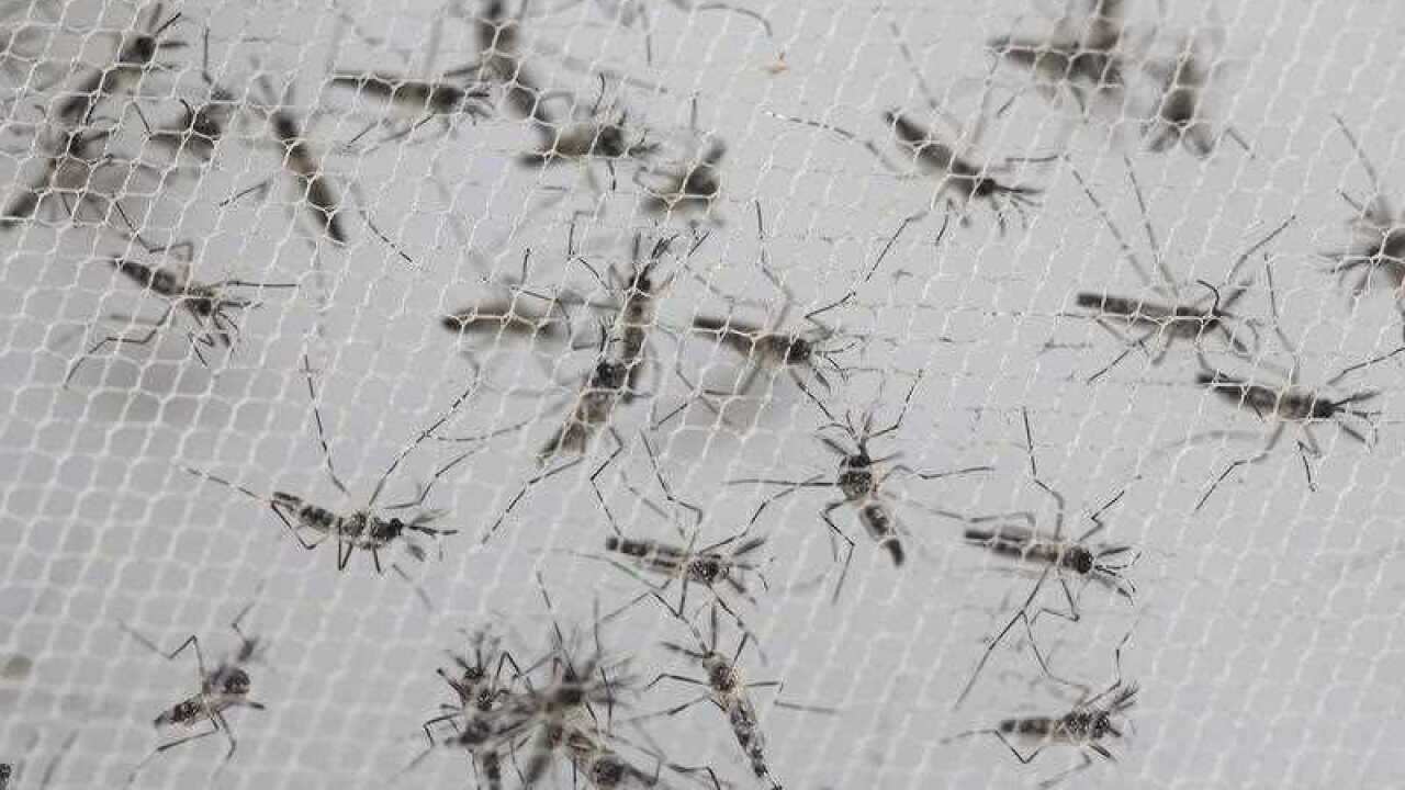 Aedes aegypti mosquitoes