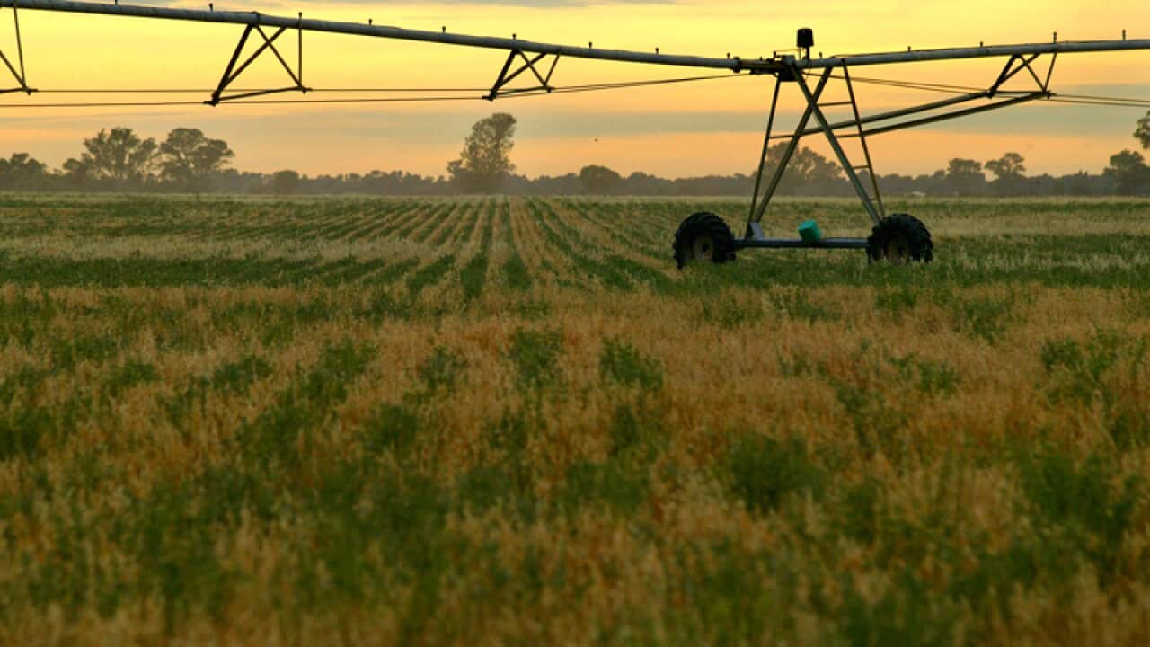 canola crops growing on a farm in Victoria