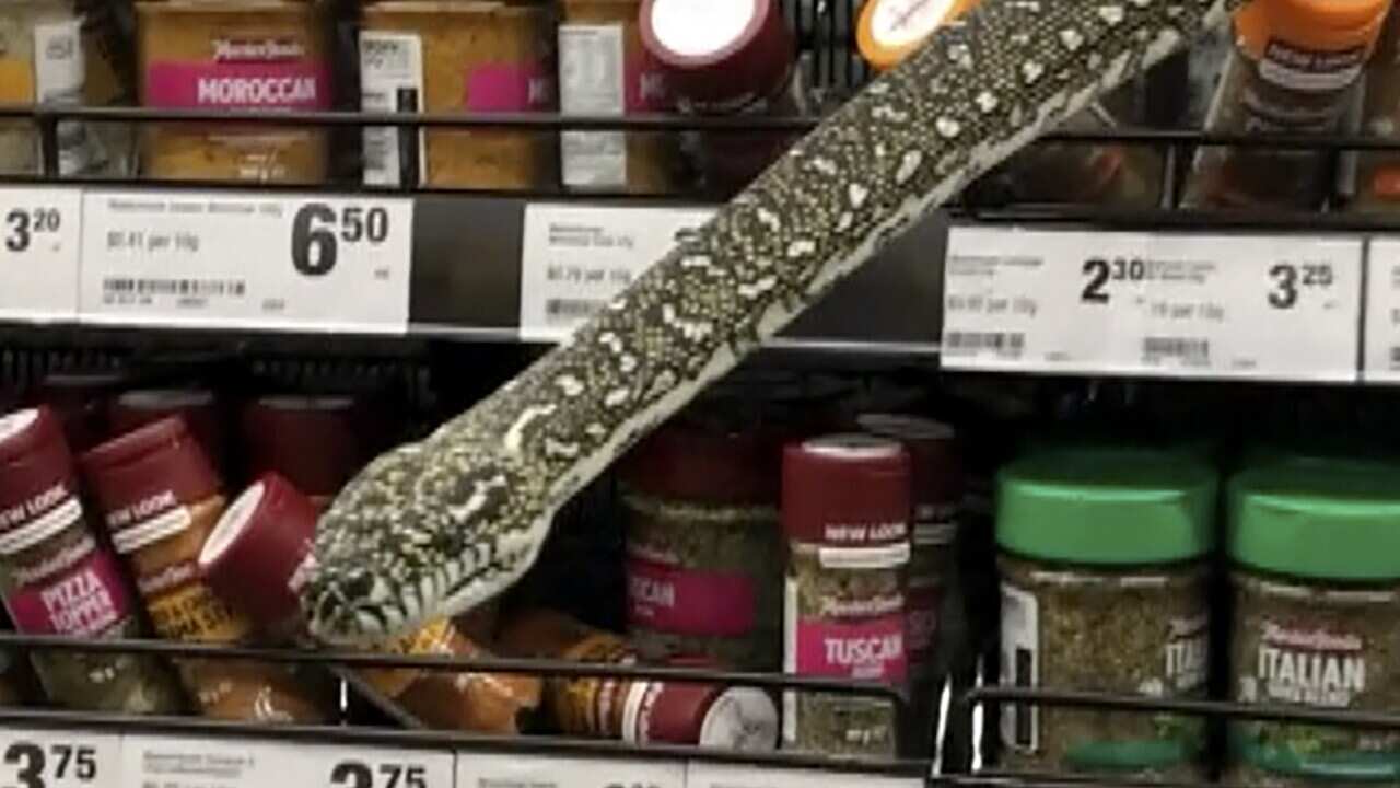 In this image made from video provided by Helaina Alati, a snake protrudes from grocery store spices shelf, Monday, Aug16 2021, in Sydney.(Helaina Alati via AP)
