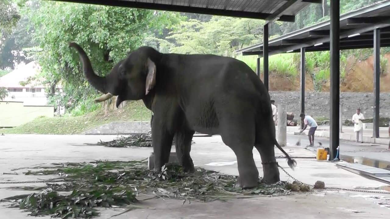 new elephant for temple of tooth relic