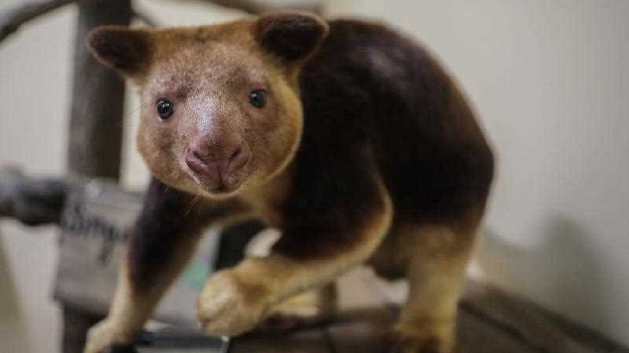tree kangaroo