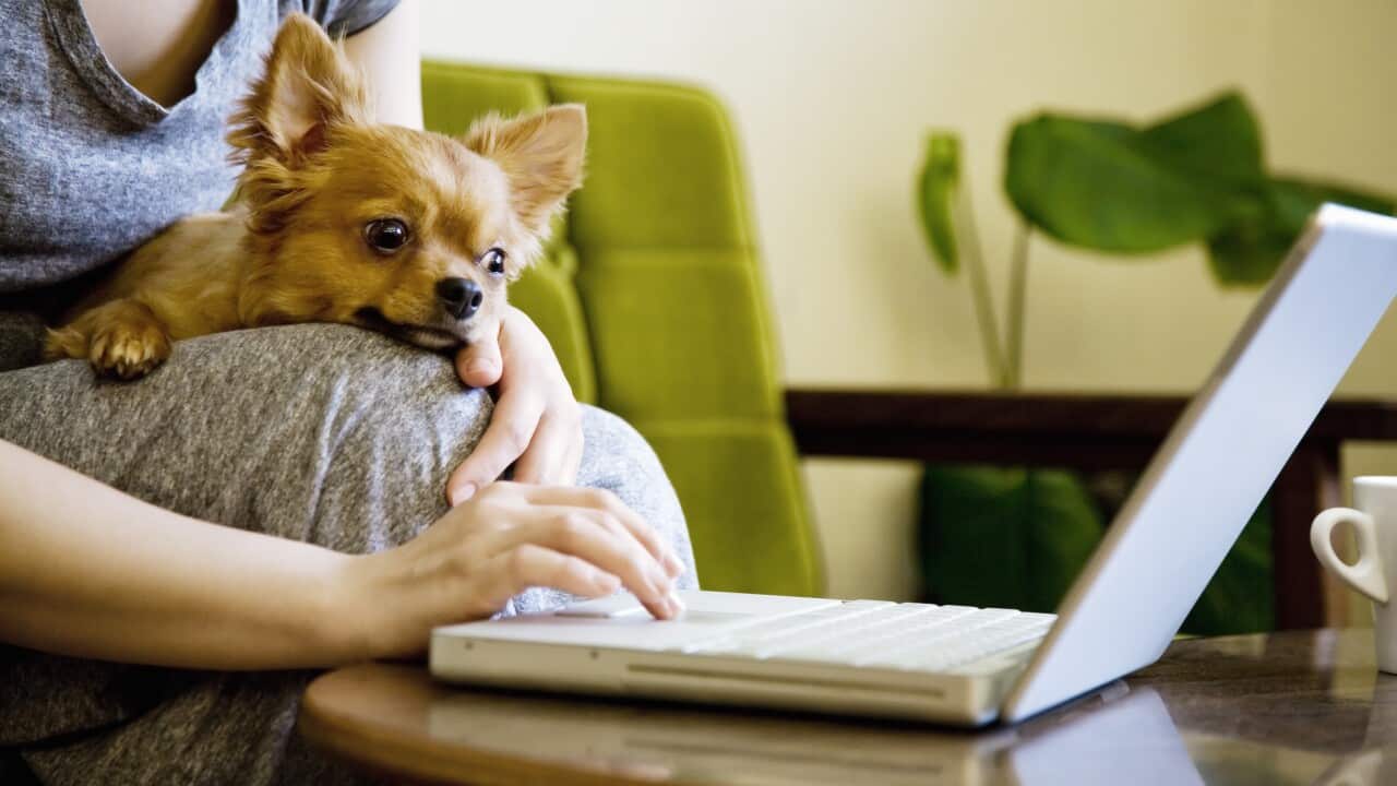 Dogs can help with anxiety