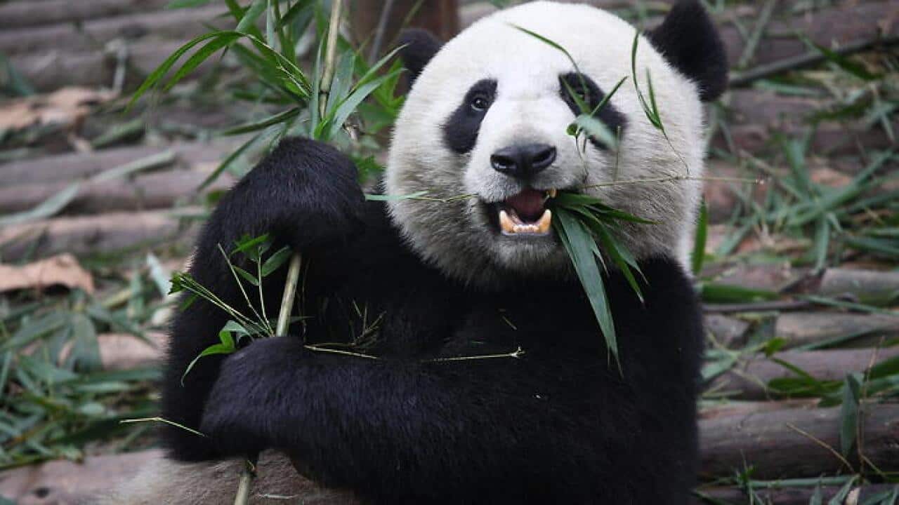 Good news for the Giant Panda, which is off the endangered species list. (Wikipedia)