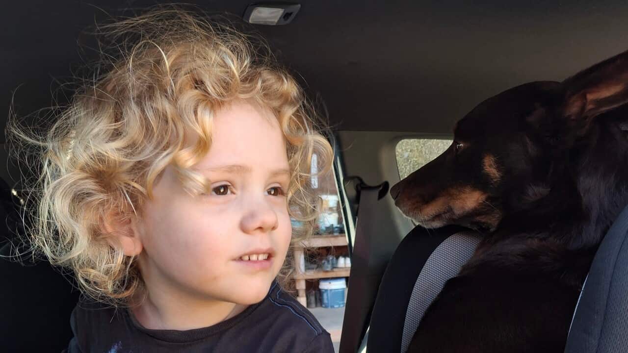 A toddler with blonde curly hair sits in a car seat next to a black dog