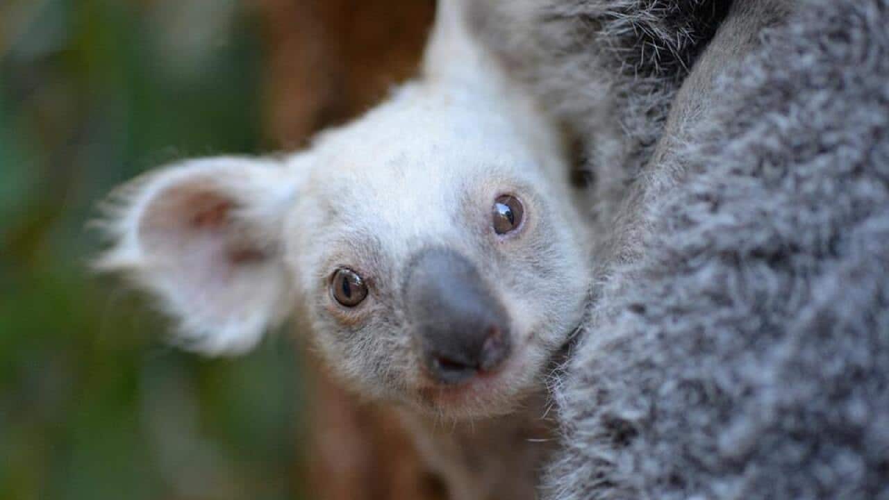 A white koala joey