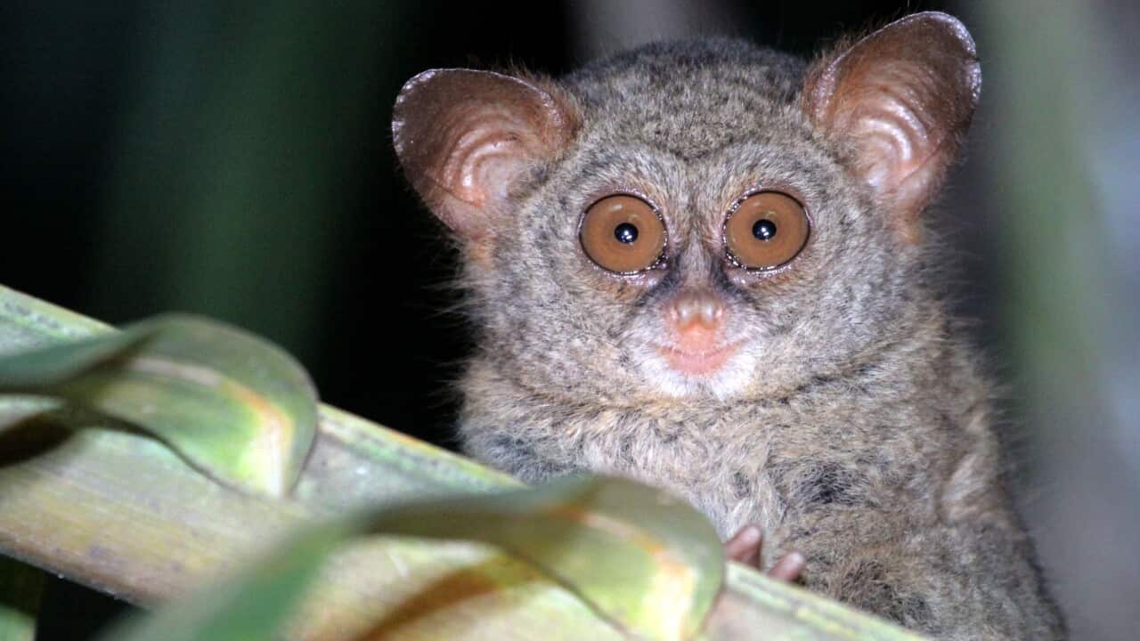 Sangihe tarsier (Tarsius sangirensis), foraging at night
in